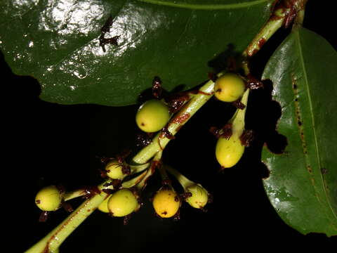 Image of Erythroxylum macrophyllum Cav.