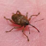 Image of Acorn weevil