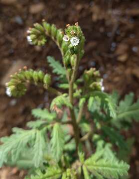 Phacelia denticulata Osterh. resmi