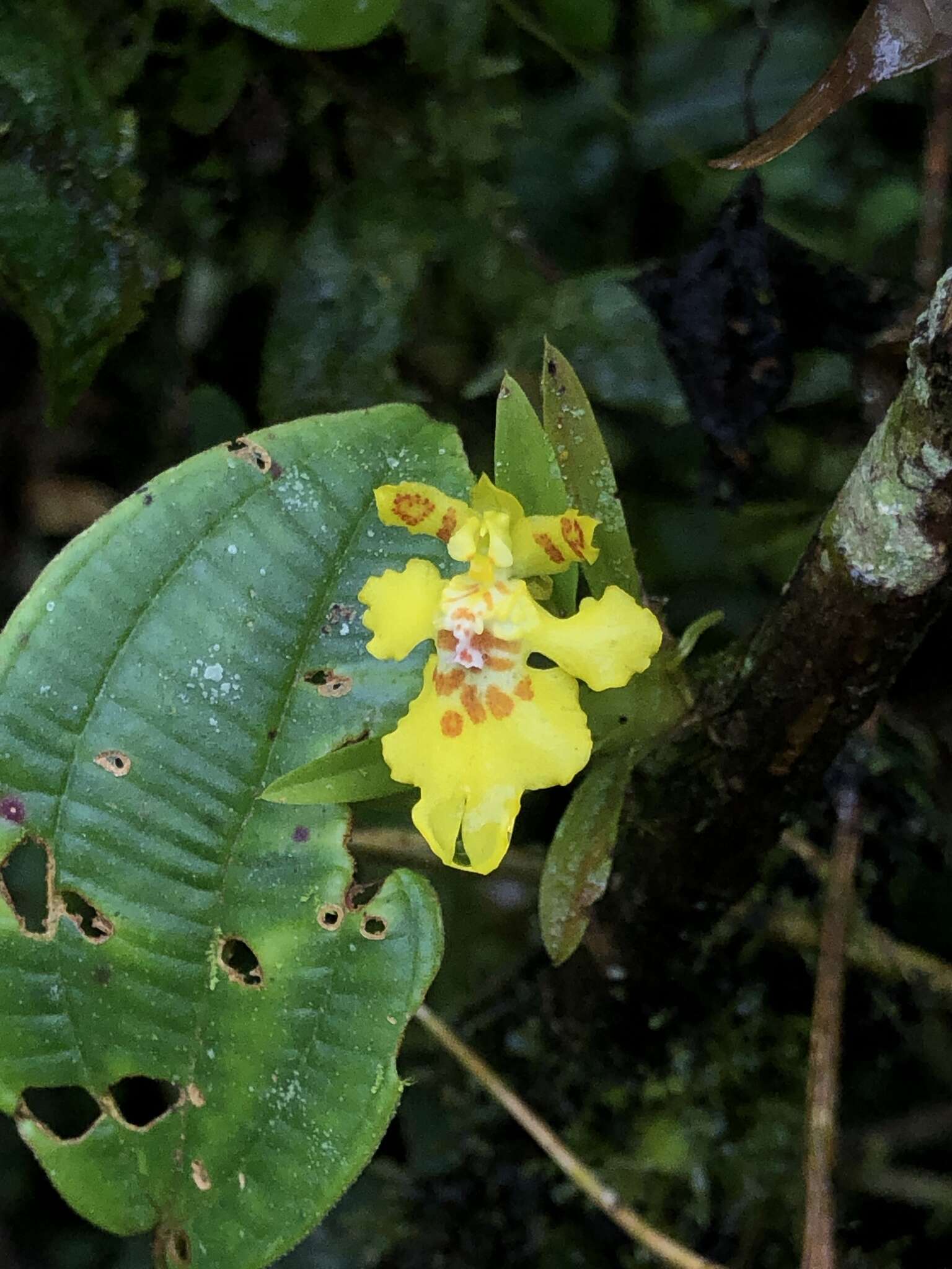 Erycina crista-galli (Rchb. fil.) N. H. Williams & M. W. Chase的圖片