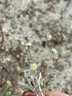 Image of cottonheads