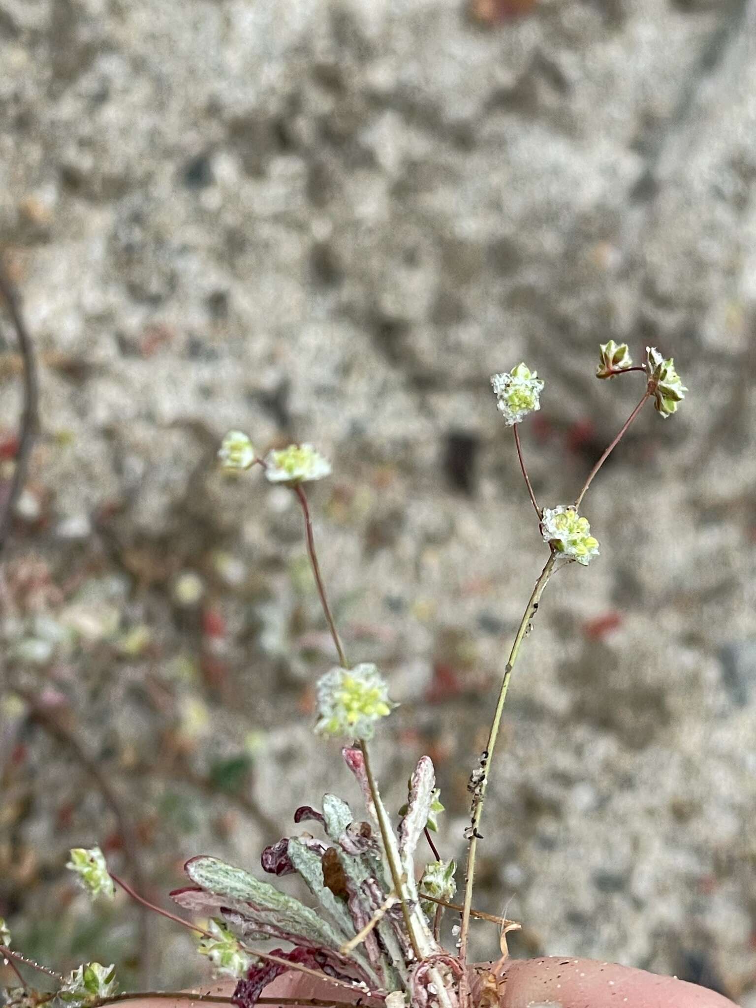 صورة Nemacaulis denudata var. gracilis Goodman & L. D. Benson