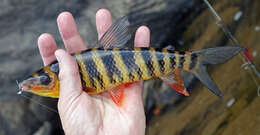 Image of Banded leporinus