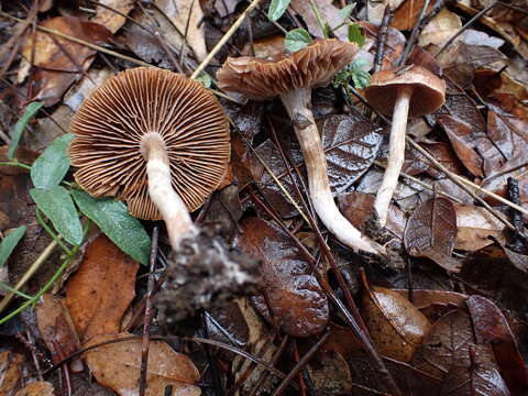 Image of Cortinarius subturibulosus Kizlik & Trescol 1991