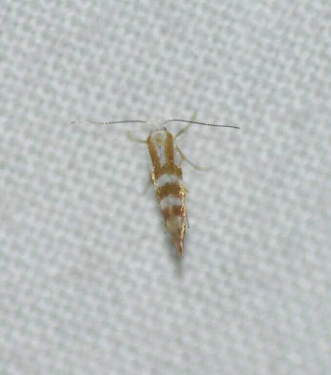 Image of Argyresthia aureoargentella Brower 1953