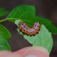 Image of Poison Ivy Sawfly