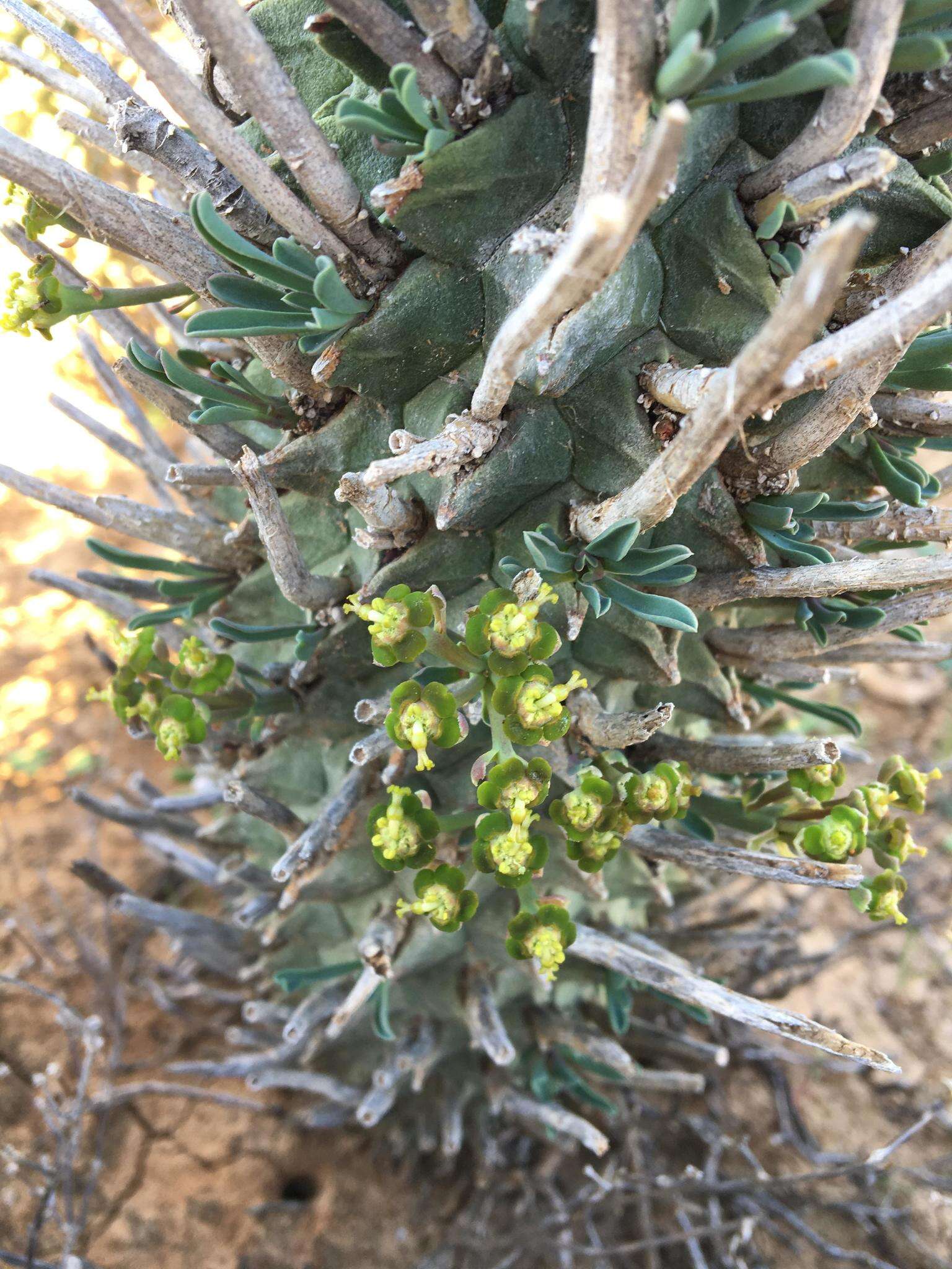 Image of Euphorbia fasciculata Thunb.