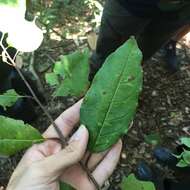 Image of Ilex micrococca Maxim.