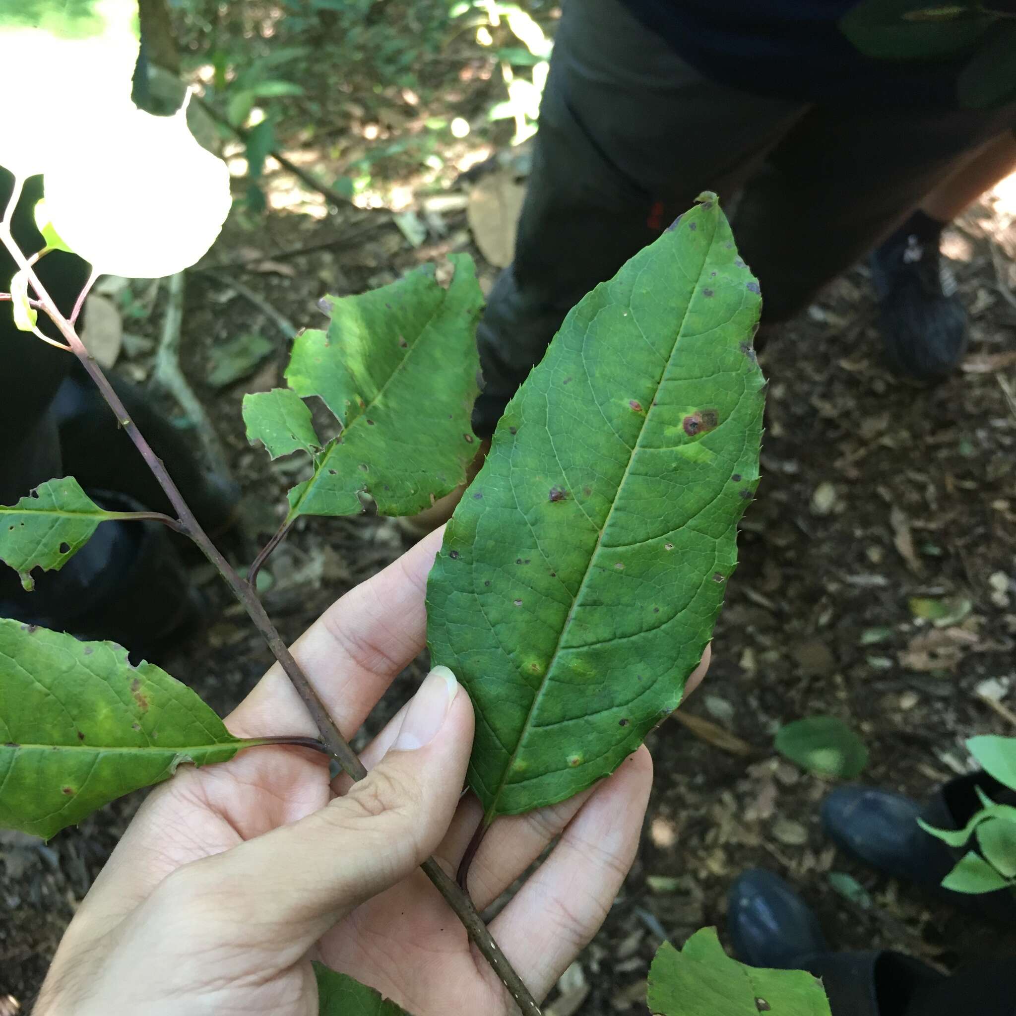 Image of Ilex micrococca Maxim.