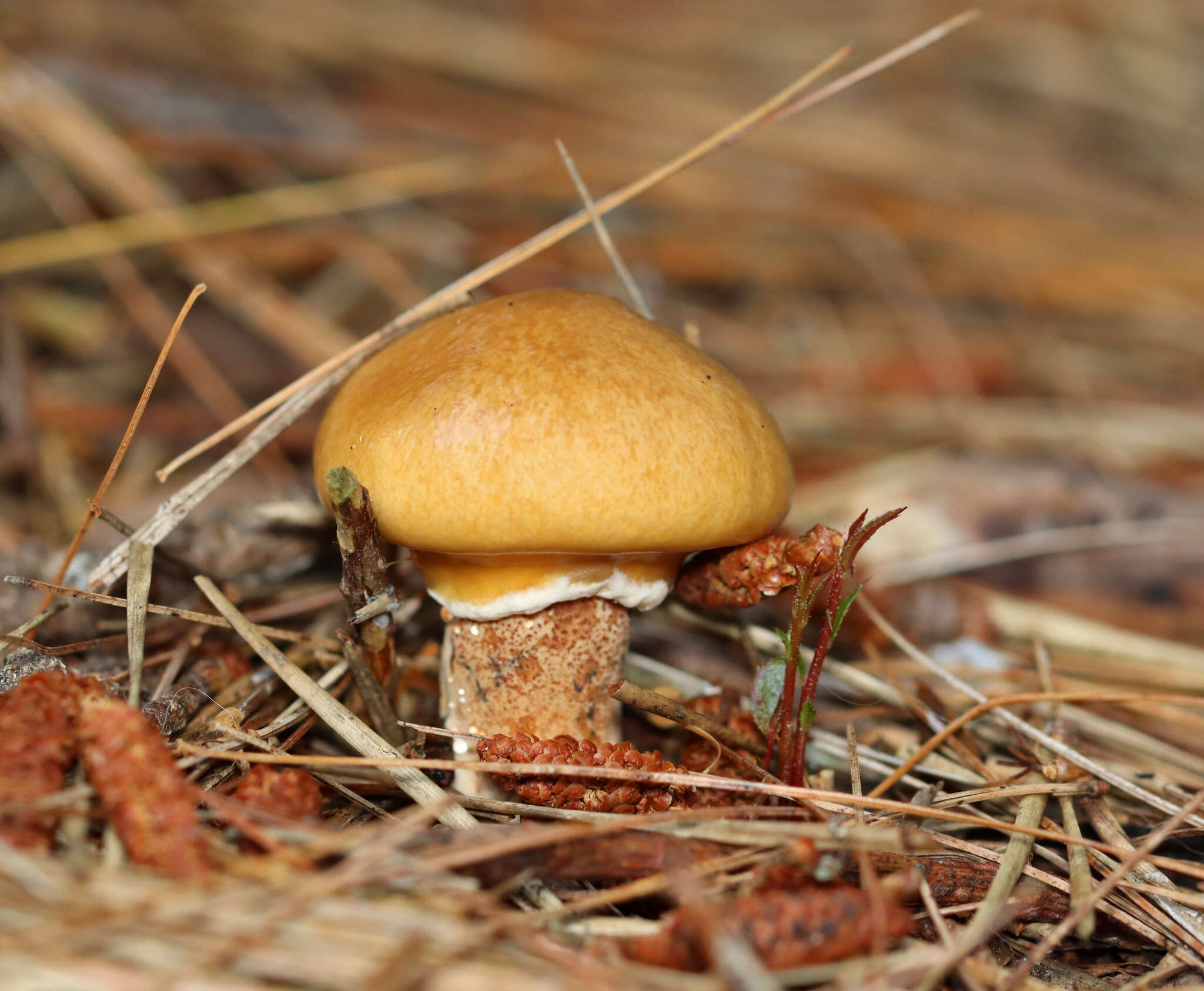 Imagem de Suillus salmonicolor (Frost) Halling 1983