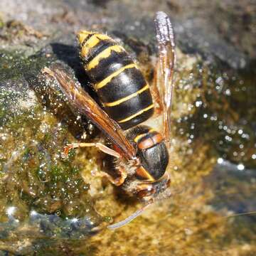 Image of median wasp