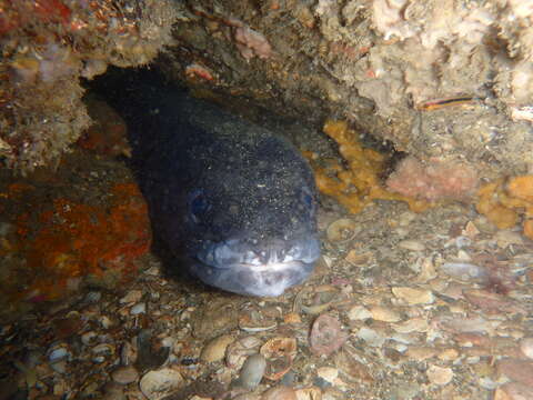 Image of Common conger-eel