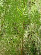 Plancia ëd Leucadendron salicifolium (Salisb.) I. Williams