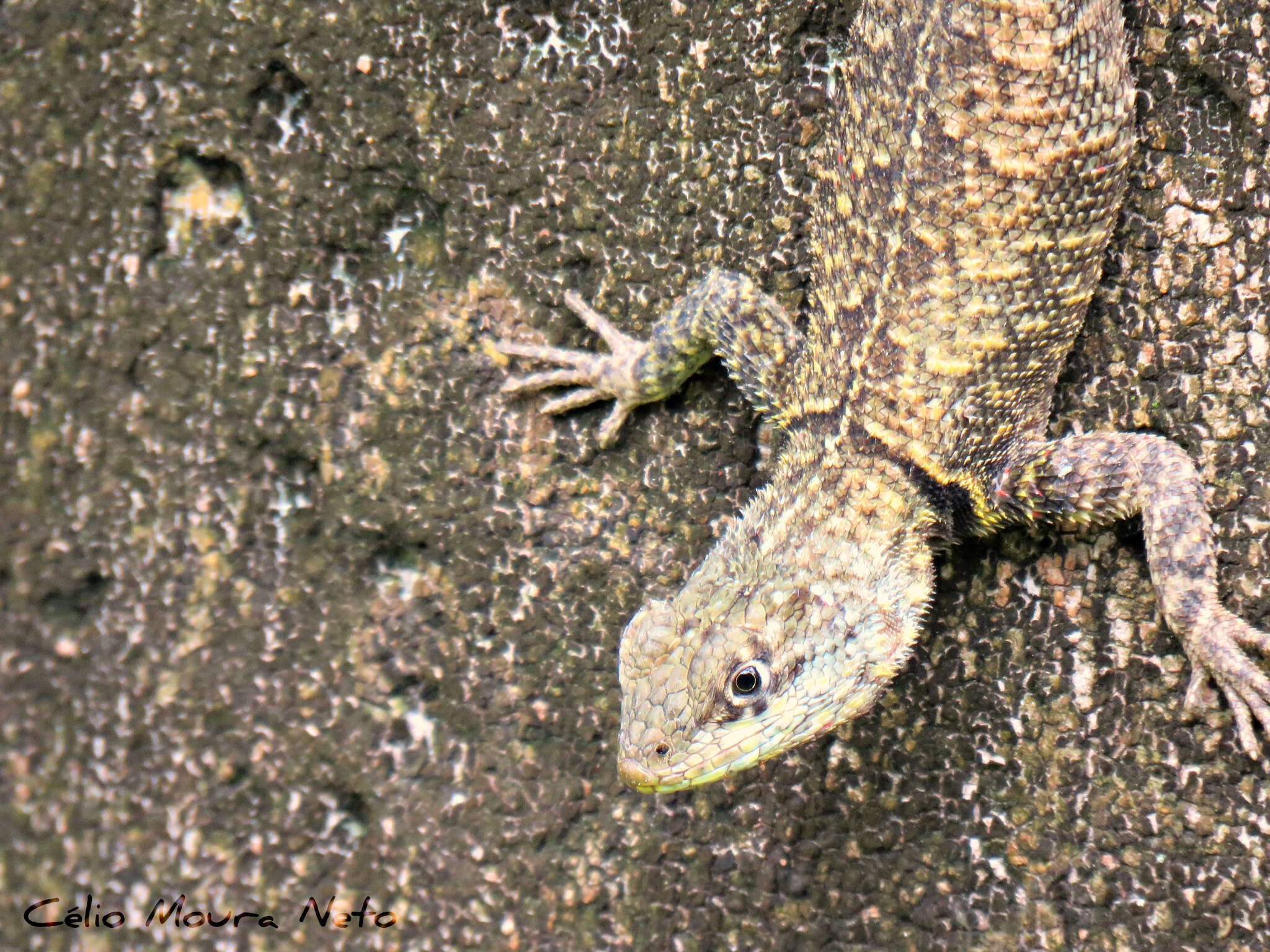 Image of Peters' Lava Lizard