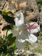 Image of white Kauai rosemallow