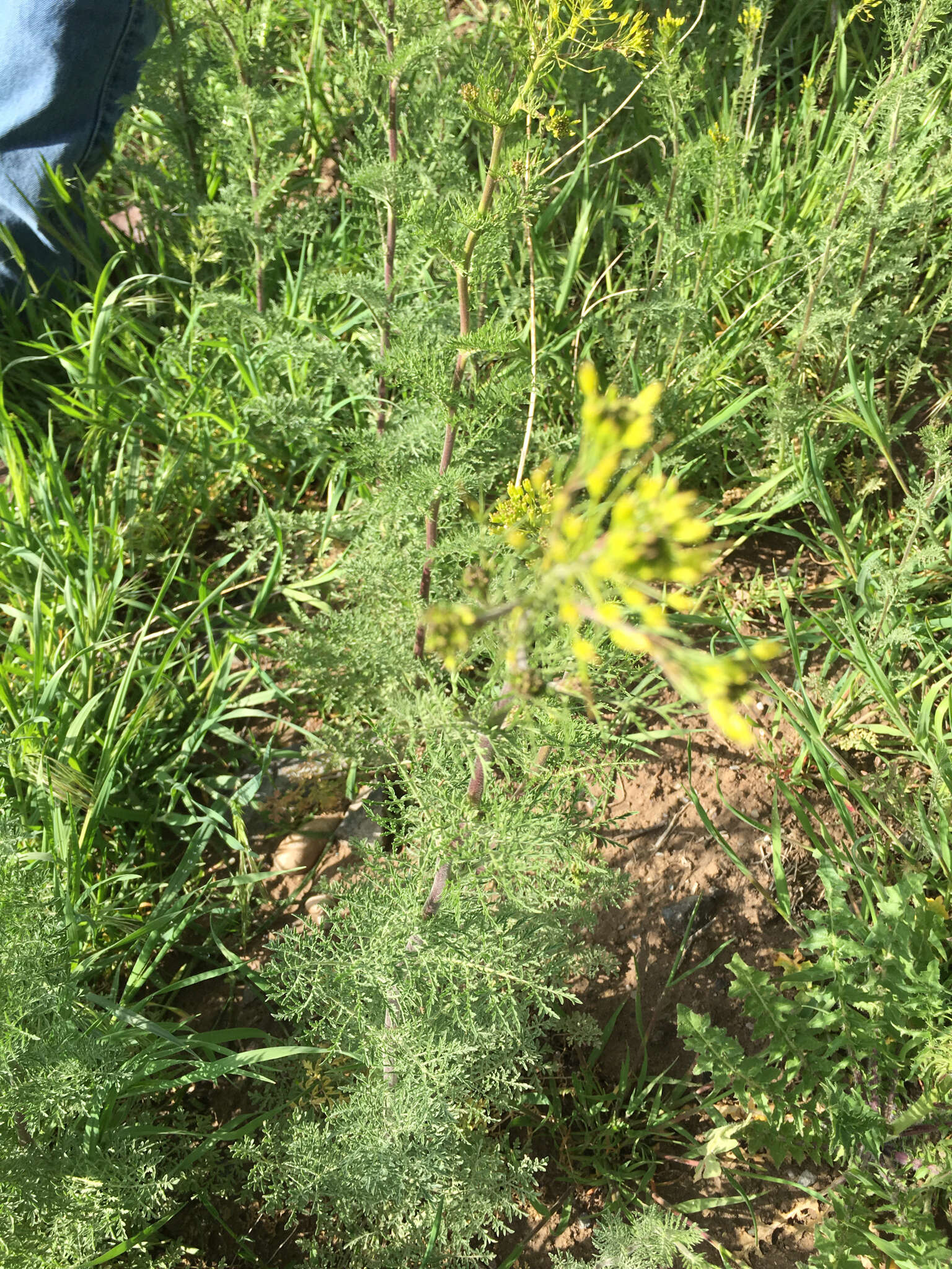 Plancia ëd Descurainia pinnata (Walter) Britton