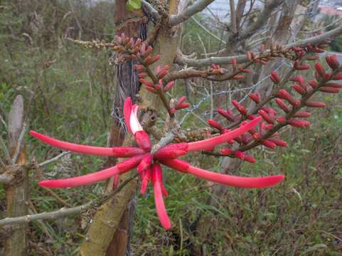 Imagem de Erythrina smithiana Krukoff