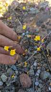 Image of Bare Monkey-Flower