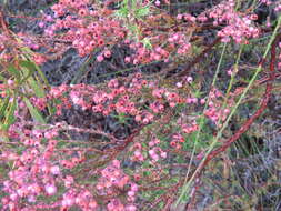 Image of Erica selaginifolia Salisb.