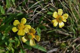 صورة Ranunculus pedatus Waldst. & Kit.