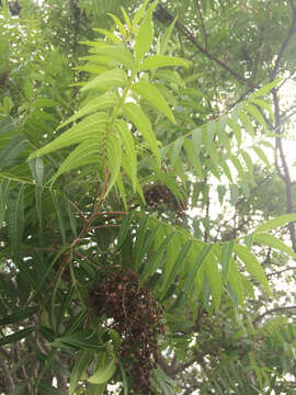 Image of prairie sumac