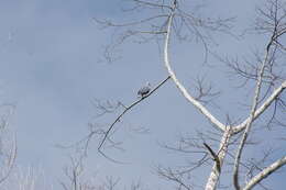 Image of Pinon Imperial-pigeon