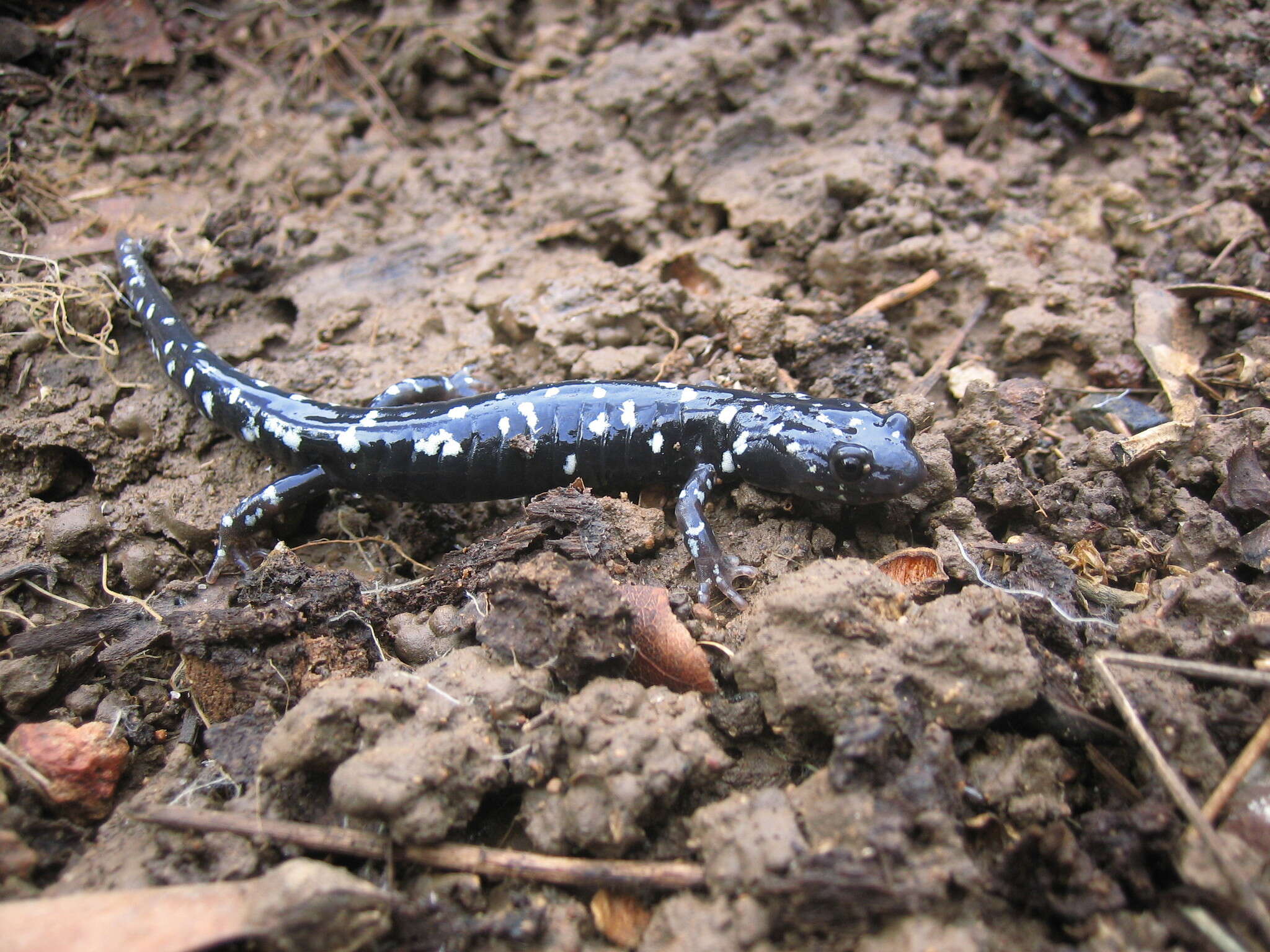 Image of Black Salamander