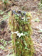 Image of Cryptopodium bartramioides Bridel 1827