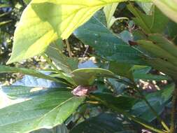 Image of Temple Tree Frog