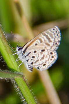 Image of African babul blue