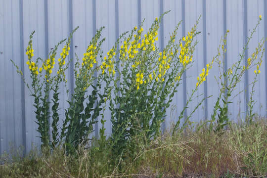 Plancia ëd Linaria dalmatica (L.) Mill.