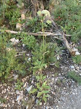 Image of Charleston Mountain angelica