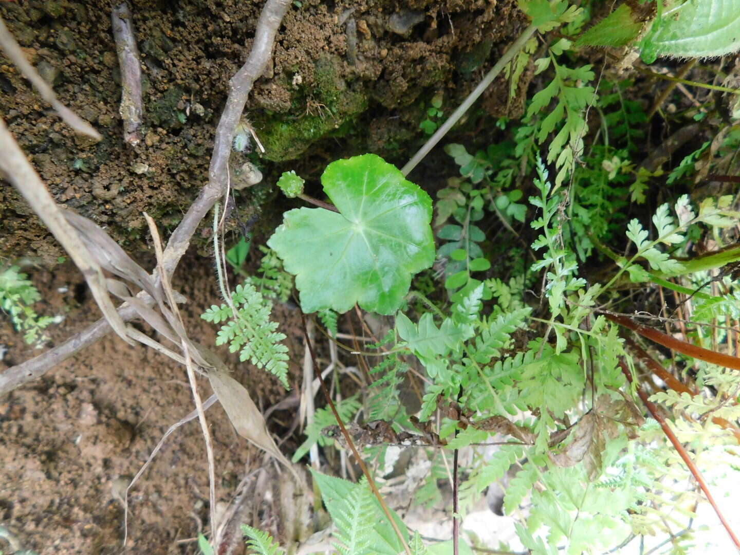 Image of Hydrocotyle javanica Thunb.