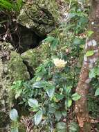 Image of Hoya pottsii Traill