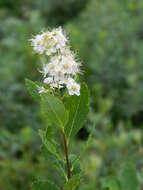 Imagem de Spiraea alba var. latifolia (Aiton) H. E. Ahles