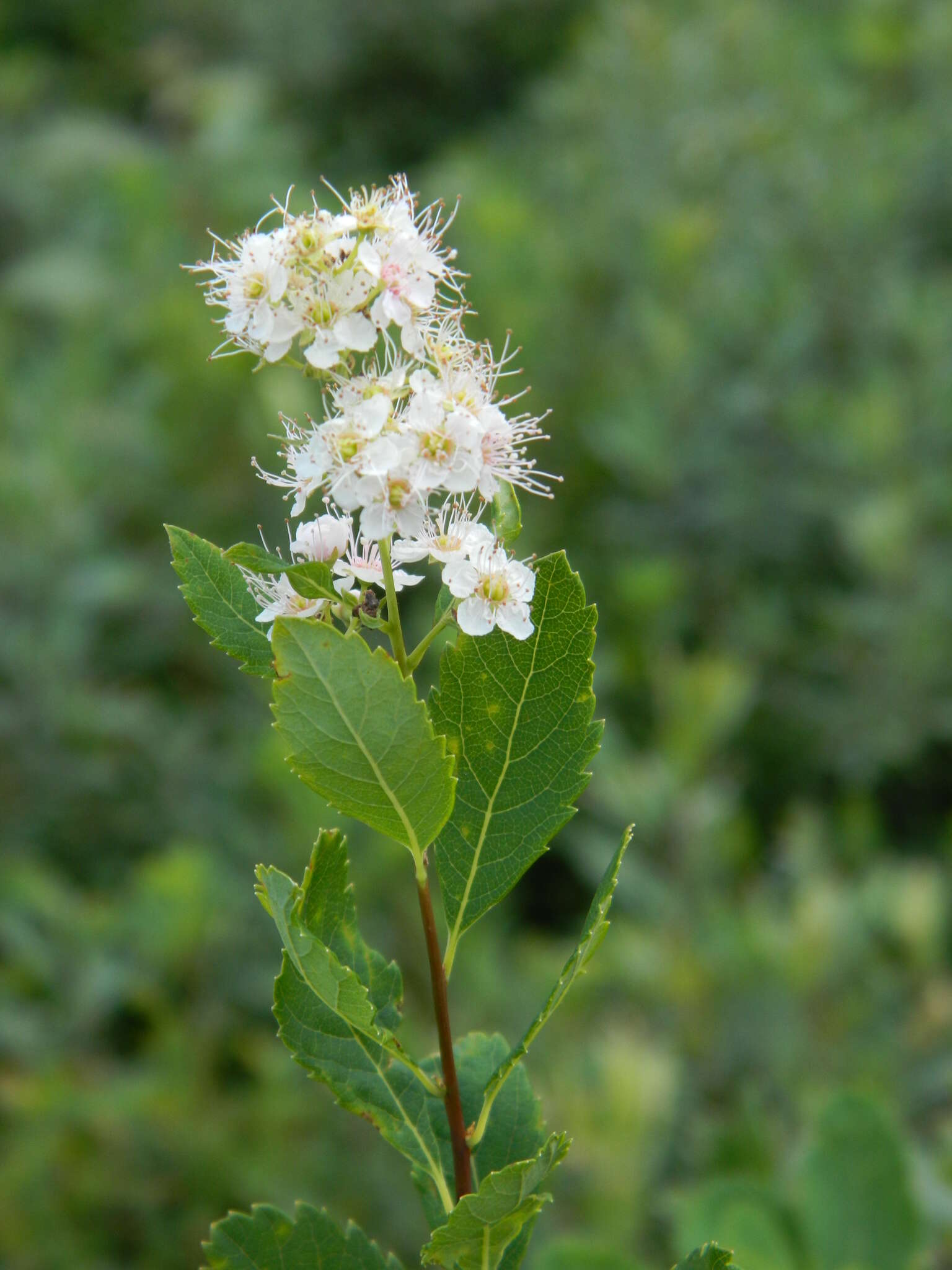 صورة Spiraea alba var. latifolia (Aiton) H. E. Ahles