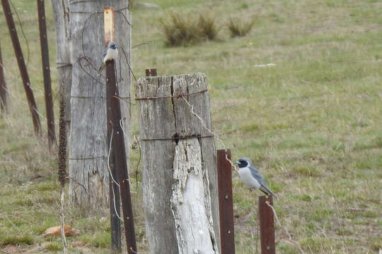 Image of Masked Woodswallow