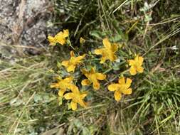 Image of Hypericum connatum Lam.