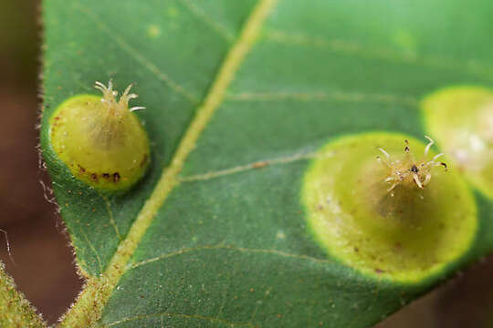 Image of Phylloxera caryaefoliae Fitch 1856