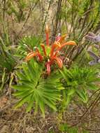 Слика од Lobelia excelsa Bonpl.