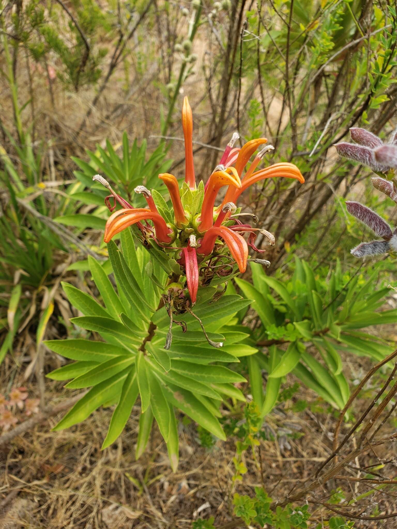 Слика од Lobelia excelsa Bonpl.