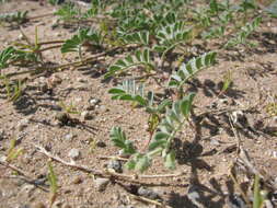 Image of woolly prairie clover