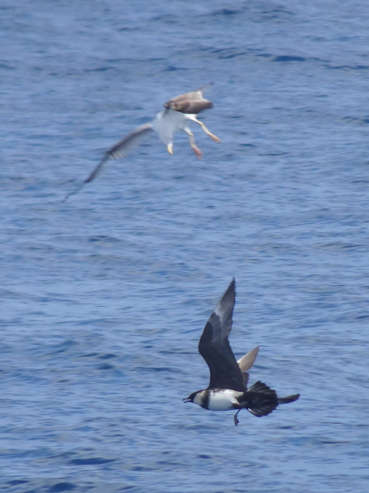 Image of Pomarine Jaeger