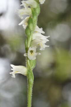 Spiranthes casei var. casei resmi