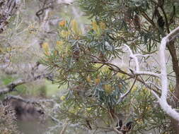 Image of Banksia seminuda (A. S. George) B. L. Rye