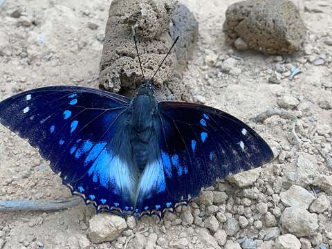 Imagem de Charaxes xiphares ludovici Rousseau-Decelle 1933