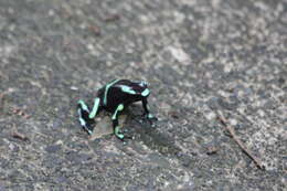 Image of Gold Arrow-poison Frog