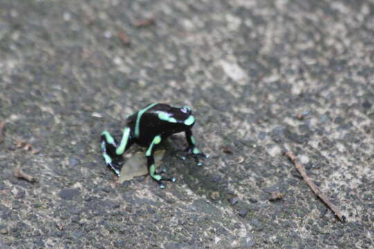 Image of Gold Arrow-poison Frog