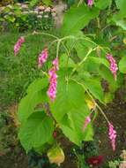 صورة Persicaria orientalis (L.) Spach