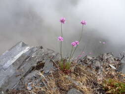 Image of Armeria maderensis Lowe